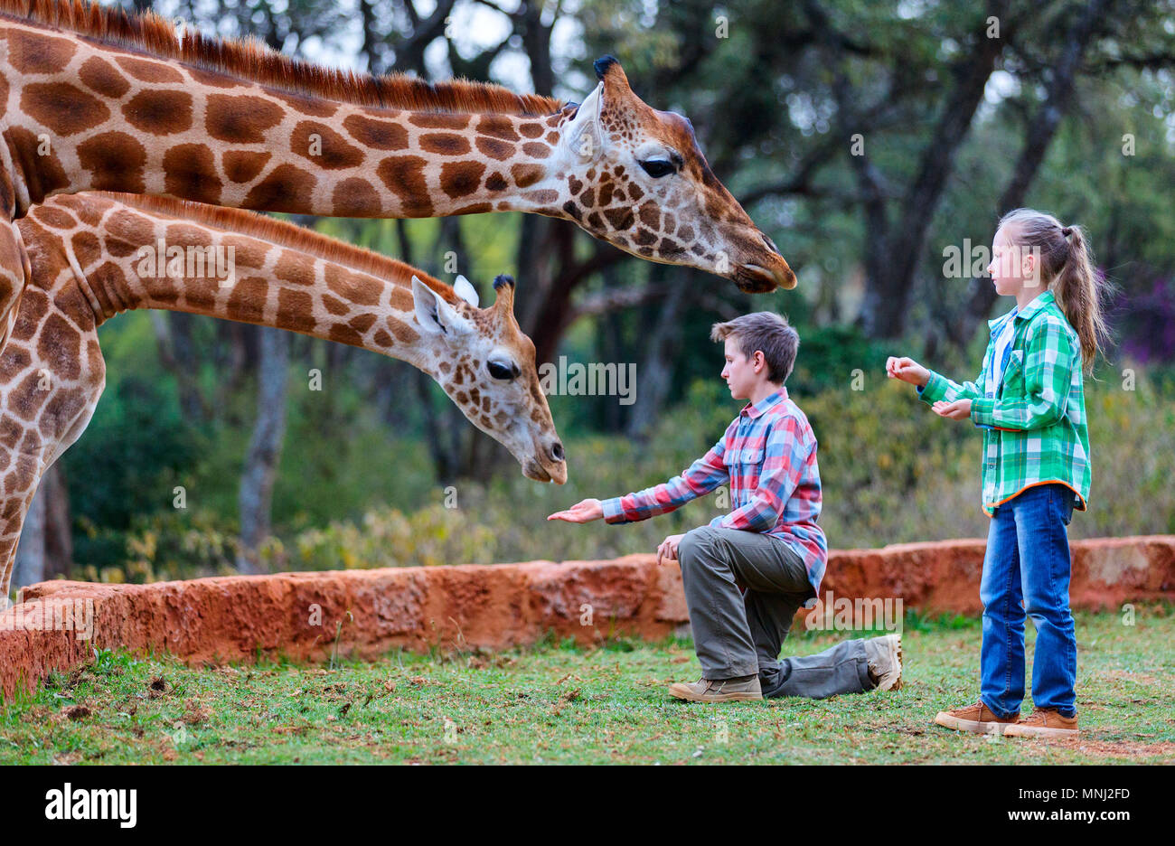 Enfants frère et soeur nourrir les girafes en Afrique Banque D'Images