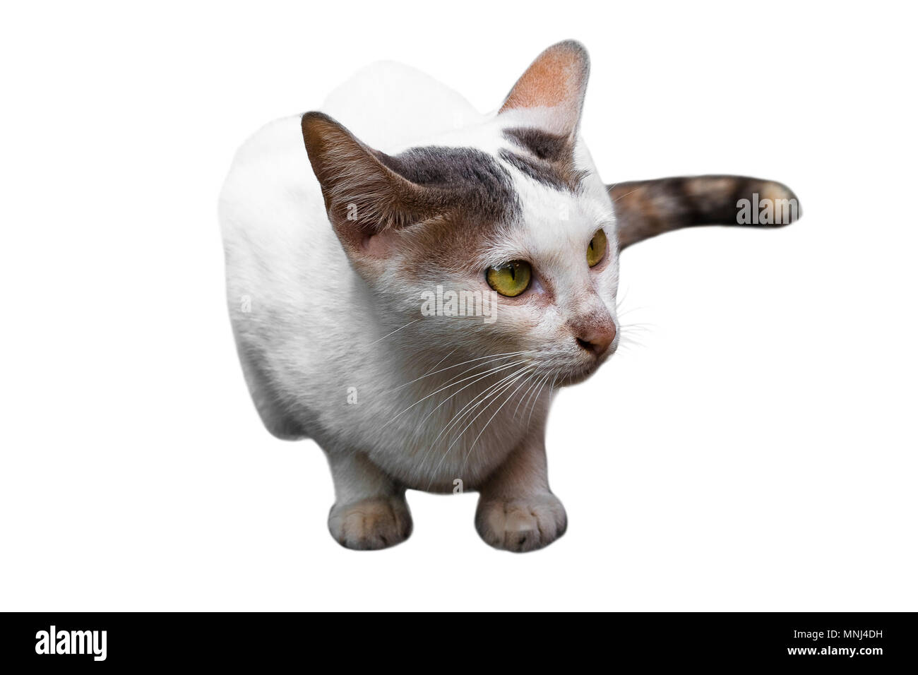 Portrait De Chat Tigre Blanc Jaune Isole Sur Fond Blanc Photo Stock Alamy Portrait De Chat Tigre Blanc Jaune Isole Sur Fond Blanc Photo Stock Alamy