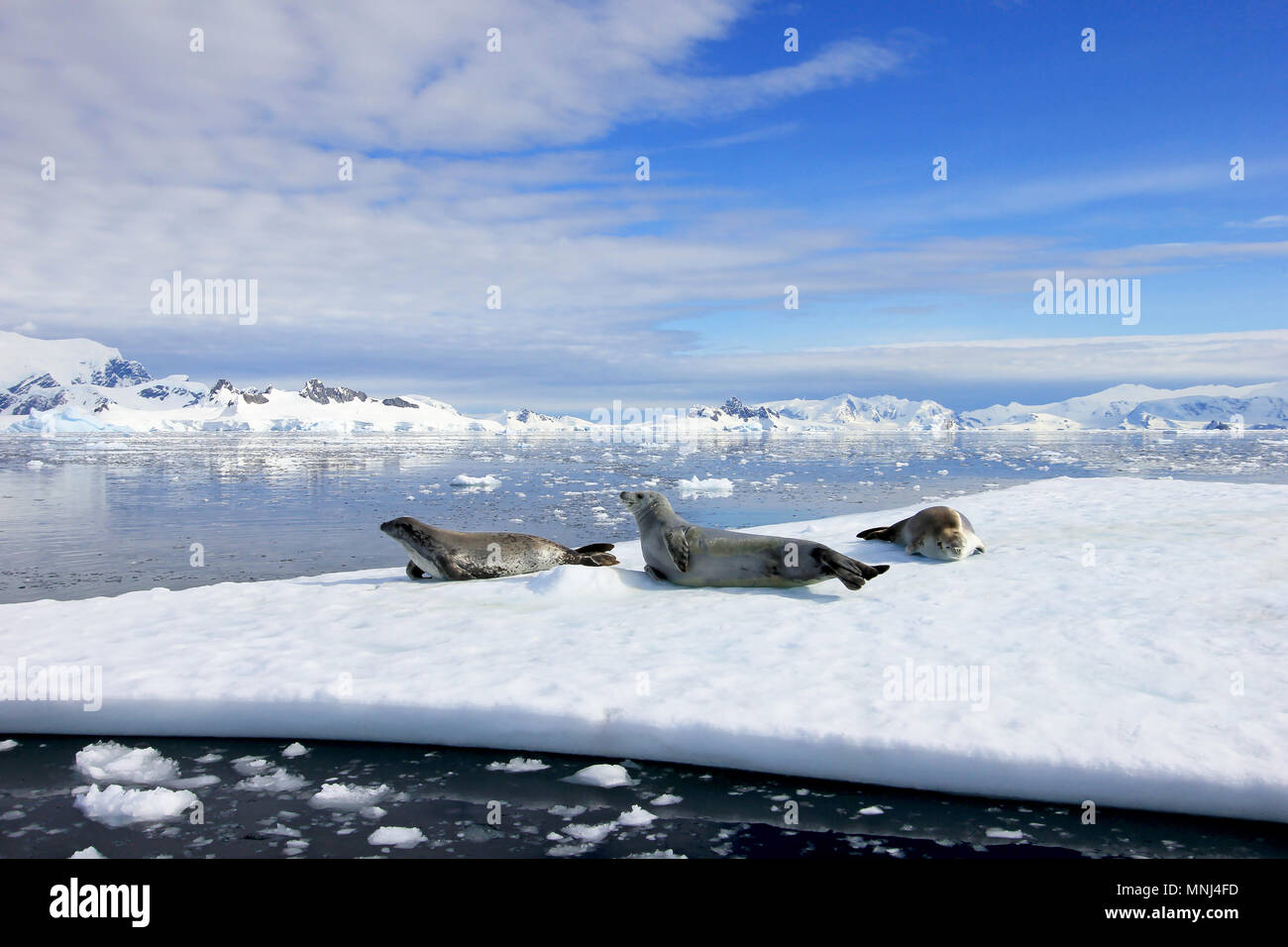 Les phoques crabiers sur un floting icefloe en Antarctique, Péninsule Antarctique Banque D'Images