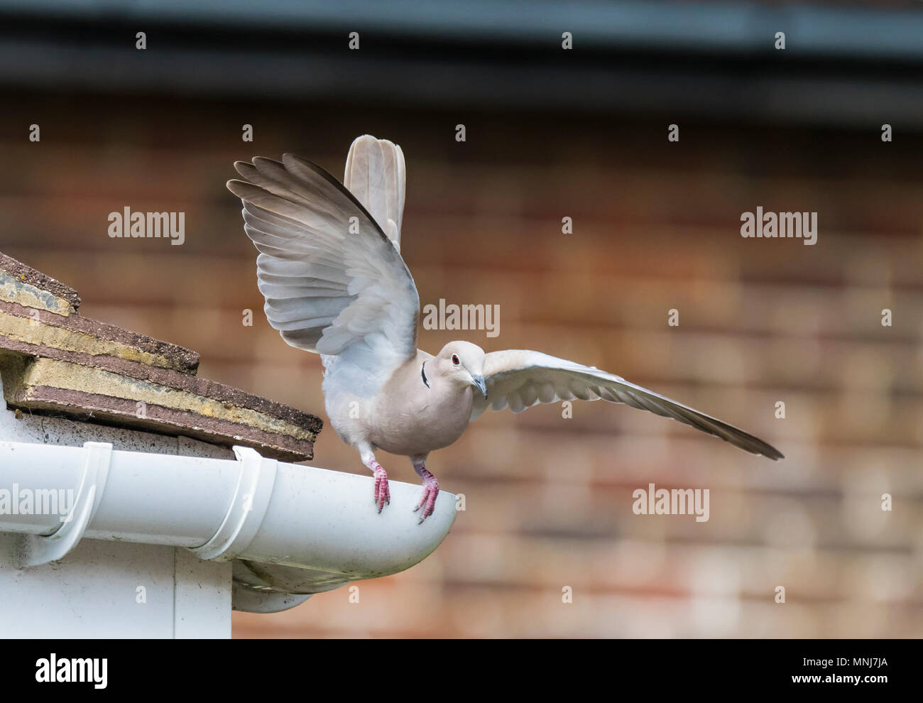Grèbe huppé (Streptopelia decaocto) sauter d'une gouttière sur un toit d'une maison dans le West Sussex, Angleterre, Royaume-Uni. Banque D'Images