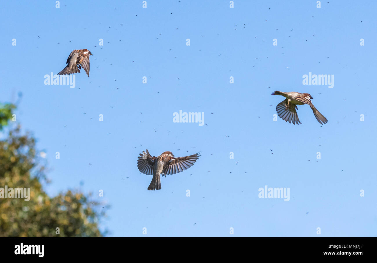 Moineau domestique (Passer domesticus) battant ensemble planant et attraper les mouches blanches dans l'air à la fin du printemps dans le West Sussex, Angleterre, Royaume-Uni. Banque D'Images