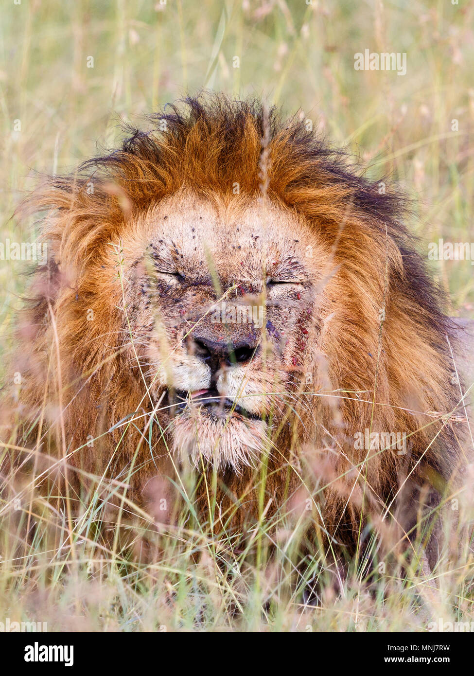 Portrait d'un lion mâle fatigué avec black man allongé dans l'herbe Banque D'Images