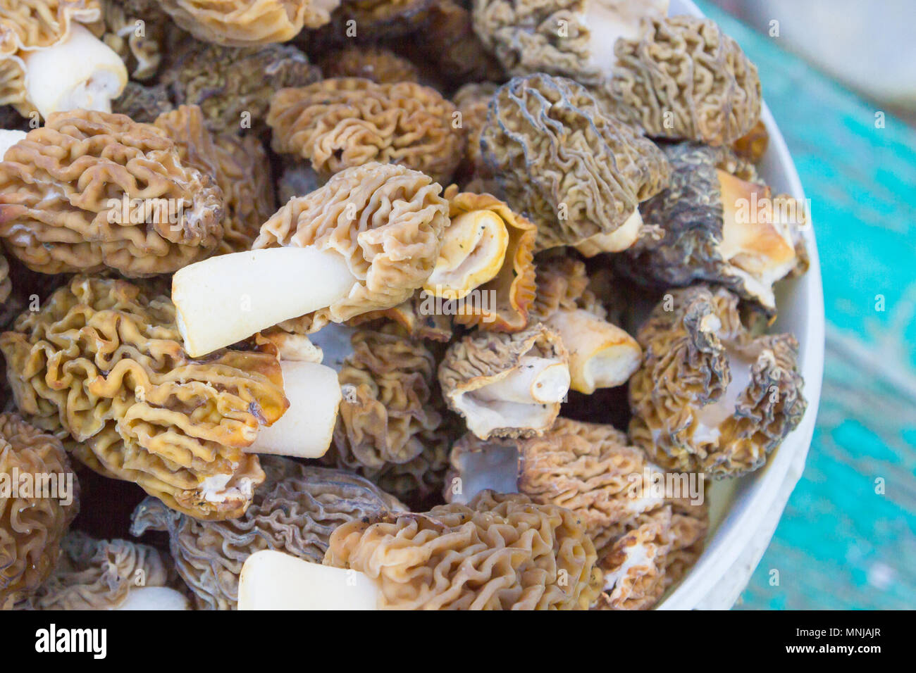 Morilles recueillies dans un seau blanc Banque D'Images