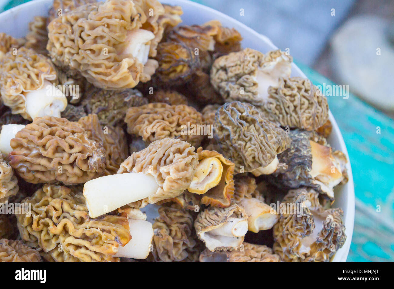 Morilles recueillies dans un seau blanc Banque D'Images