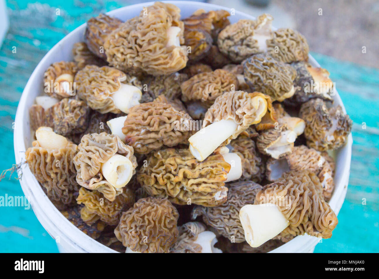 Morilles recueillies dans un seau blanc Banque D'Images