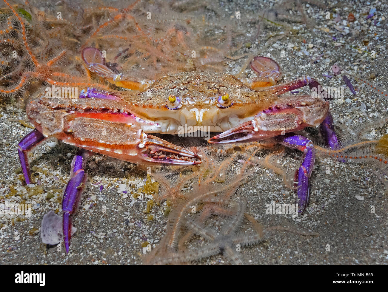 Swimming crab, Portnus xantusii, Anacapa Island, îles Channel, Channel Islands National Park, California, USA, l'Océan Pacifique Banque D'Images