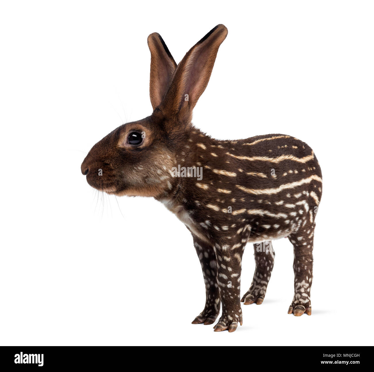 Chimaera avec Lièvre belge et le corps d'un tapir against white background Banque D'Images