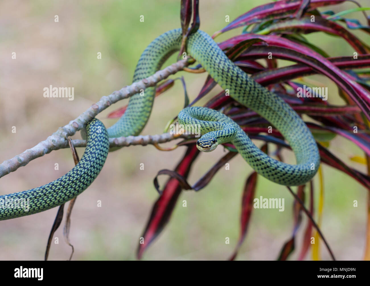 Très beau serpent de l'arbre d'Or (Chrysopelea) orné de Krabi Thailande sur un arbre. Banque D'Images