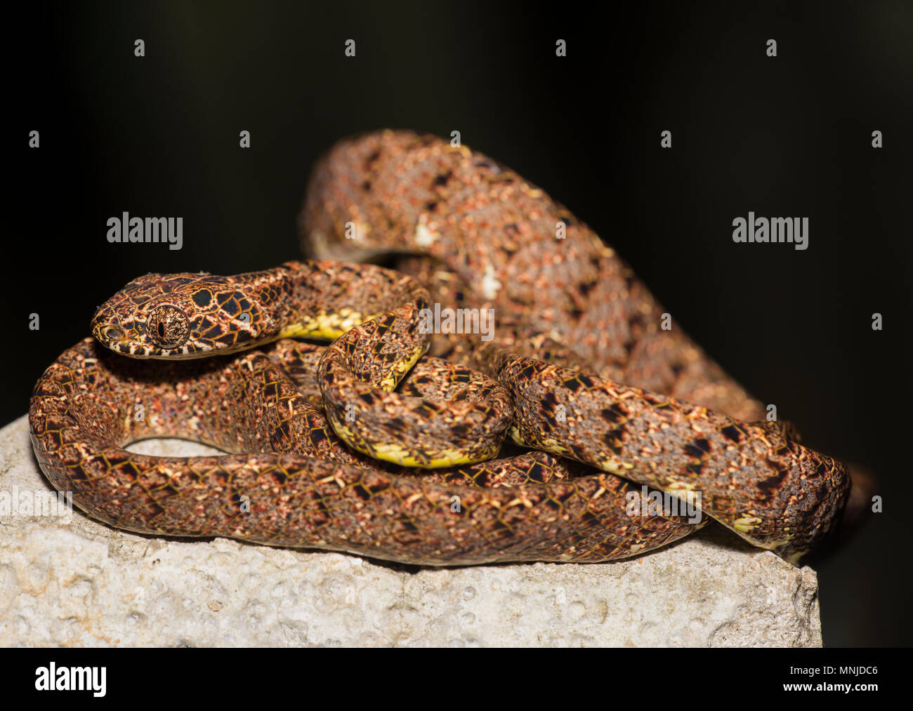 Jasper Rare serpent Boiga jaspidea (Cat) dans le parc national de Khao Sok, Thaïlande Banque D'Images