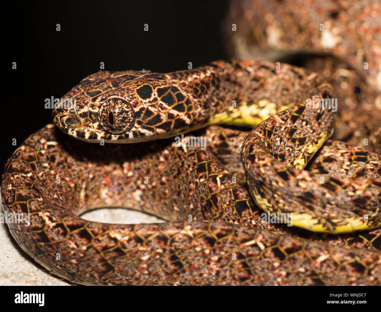 Jasper Rare serpent Boiga jaspidea (Cat) dans le parc national de Khao Sok, Thaïlande Banque D'Images