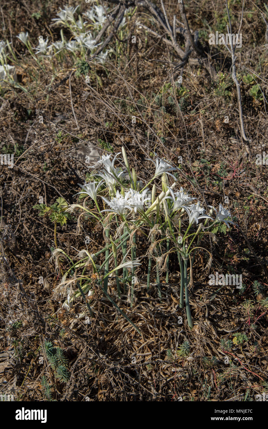 Bouquet de jonquilles sauvages, Pancratium maritimum Mer, près de la plage, Erice, Sicile Banque D'Images