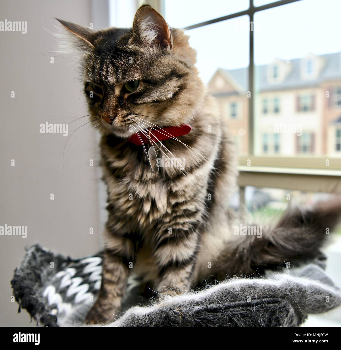 Chat tigré assis sur un arbre de chat à côté d'une fenêtre Banque D'Images