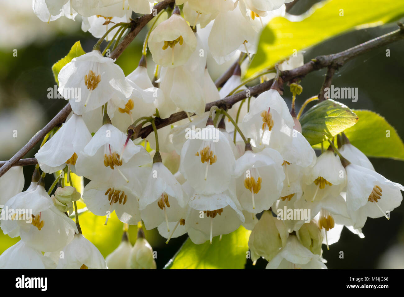 Blanc de printemps des cloches de l'hardy Carolina silverbell Halesia carolina vestita, 'groupe' Banque D'Images