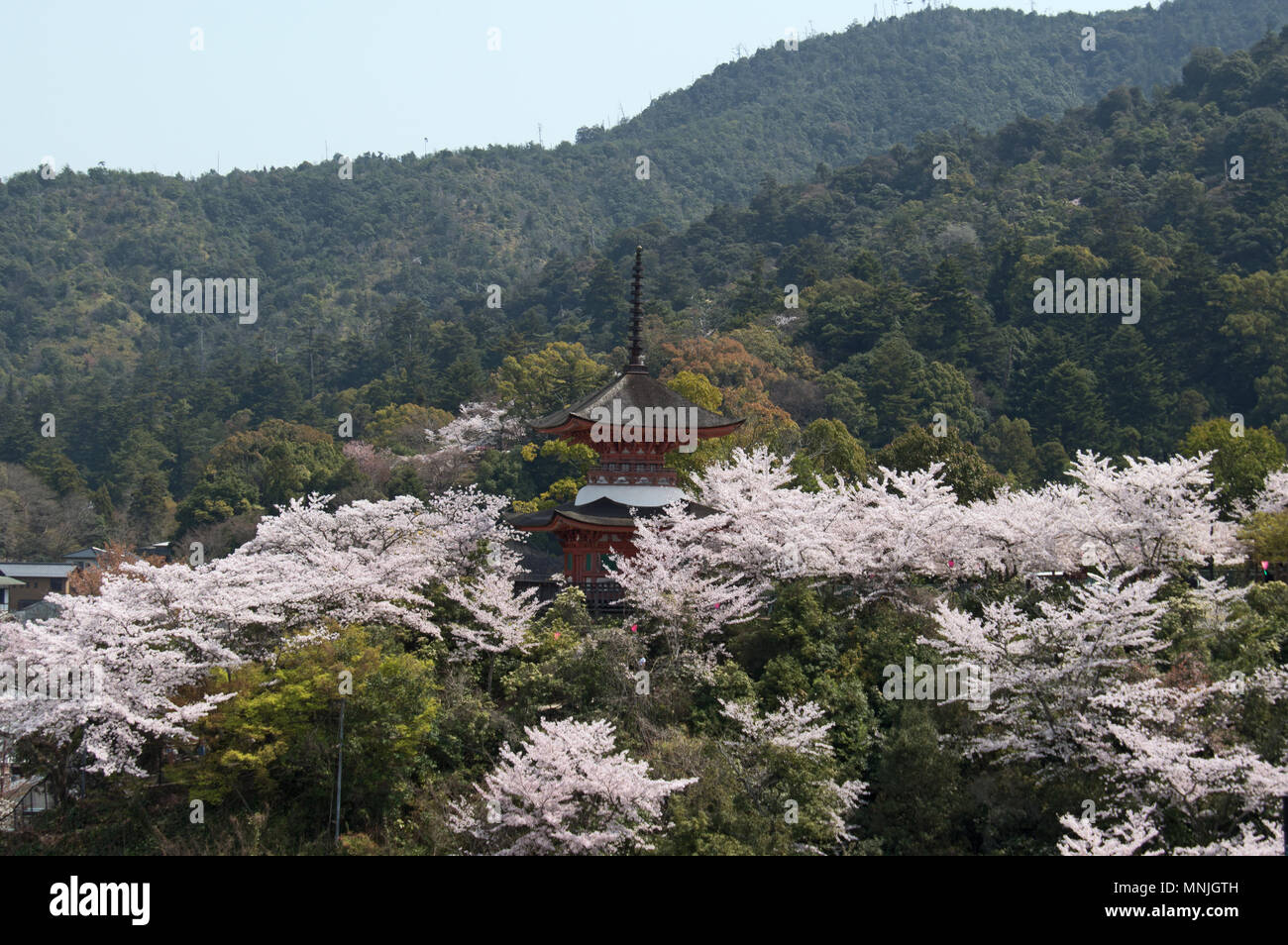Pagode Tahoto sur l'île de Miyajima, Japon entouré de cerisiers en fleurs pendant la saison de sakura Banque D'Images