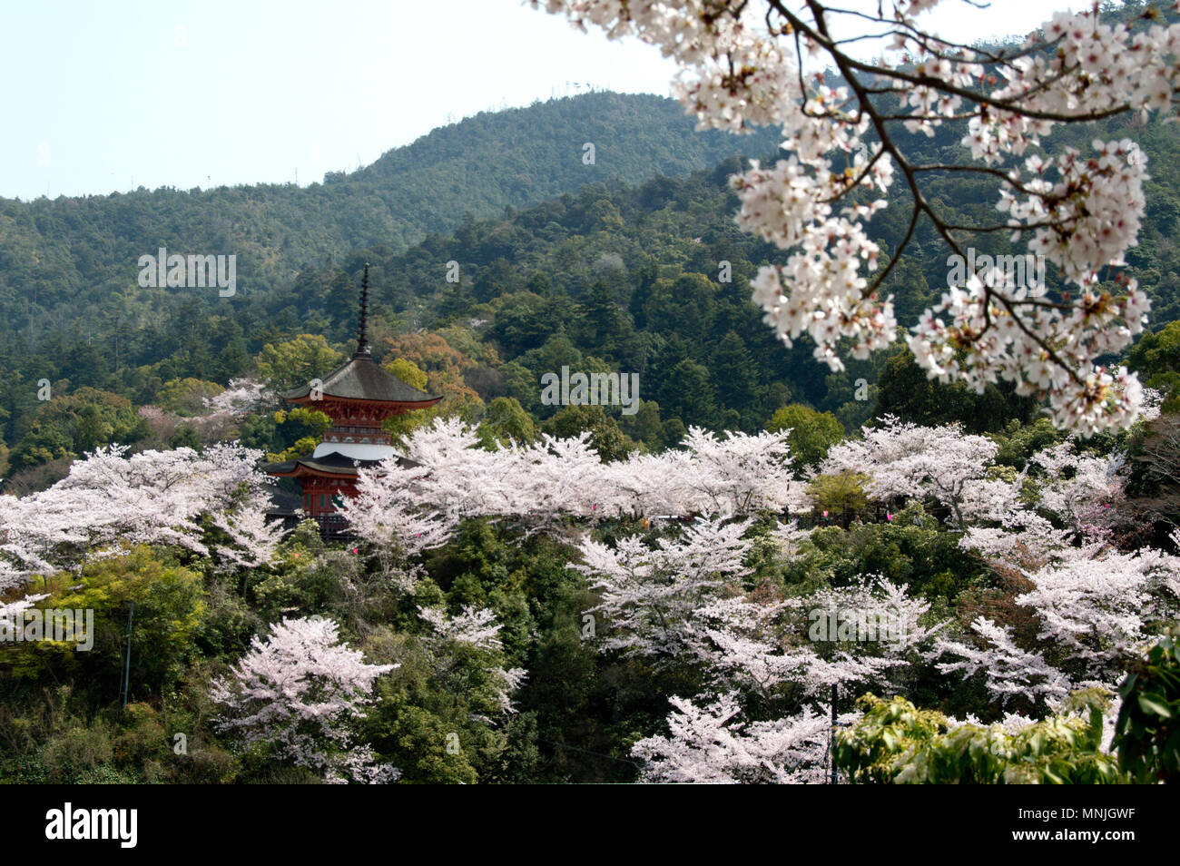 Pagode Tahoto sur l'île de Miyajima, Japon entouré de cerisiers en fleurs pendant la saison de sakura Banque D'Images