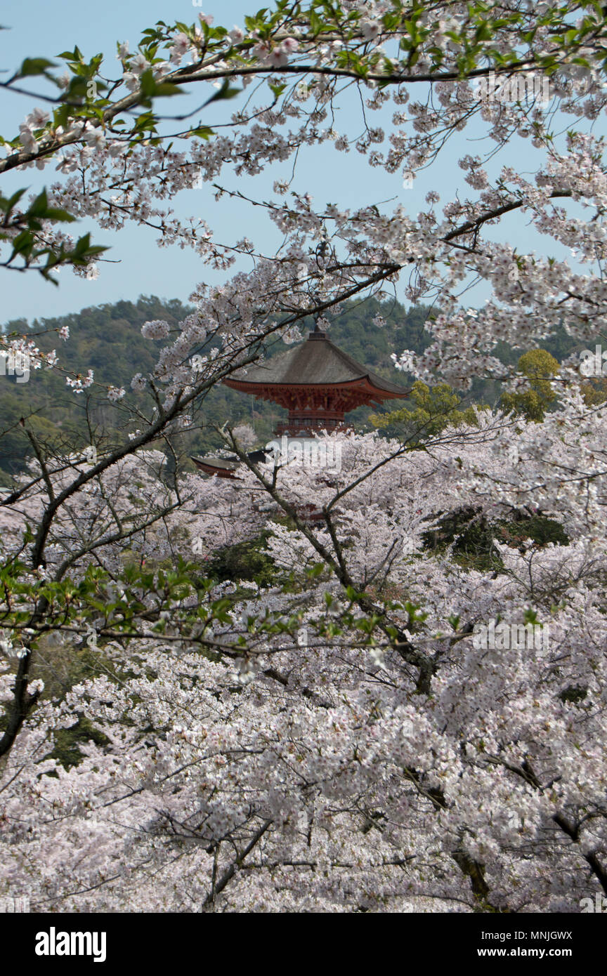 Sur l'île de Miyajima pagode vu à travers les fleurs de cerisier, Japon Banque D'Images