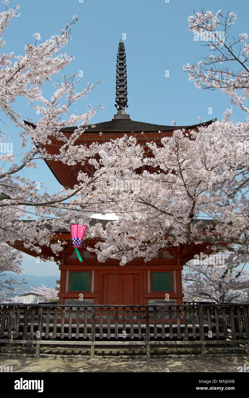 Pagode à Itsukushima pendant cherry-fleurs (Sakura) saison, Miyjaima, Japon Banque D'Images