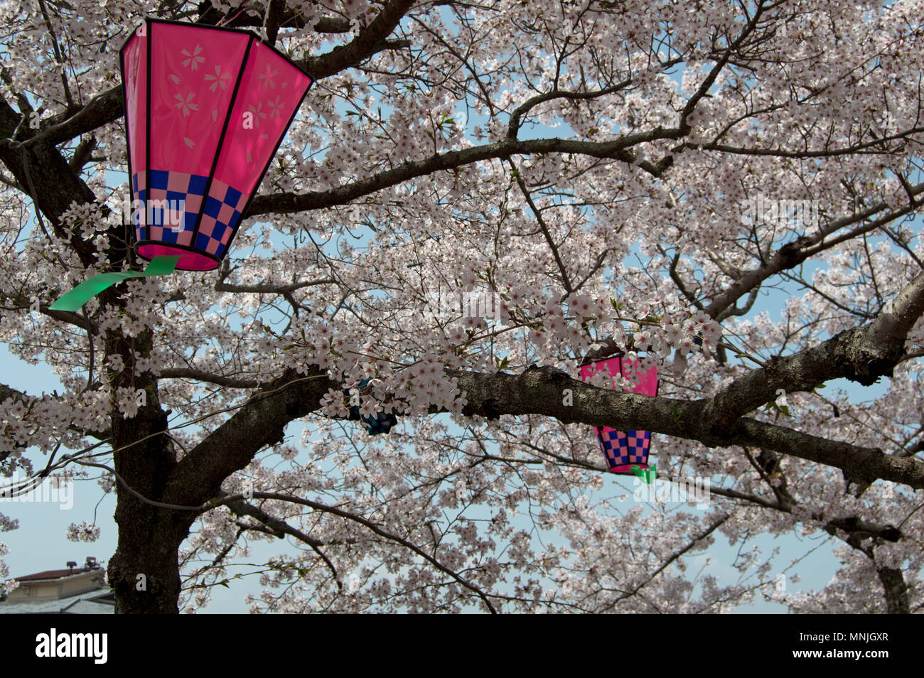 Path surplombées de cerisiers avec lanternes colorées sur l'île de Miyajima, Japon Banque D'Images