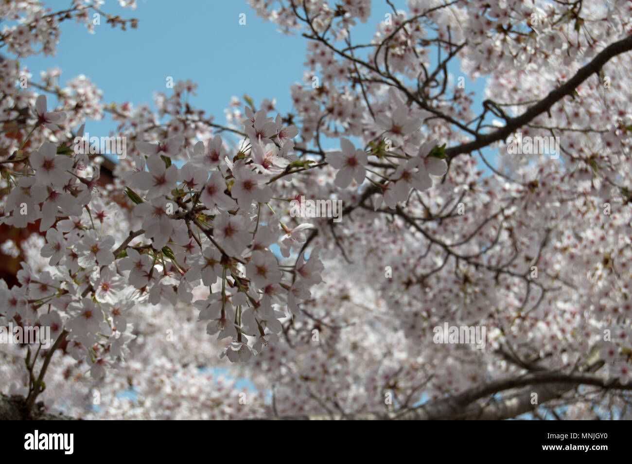 Fleur de cerisier (Prunus serrulata) en pleine floraison au Japon au cours de la saison de sakura Banque D'Images