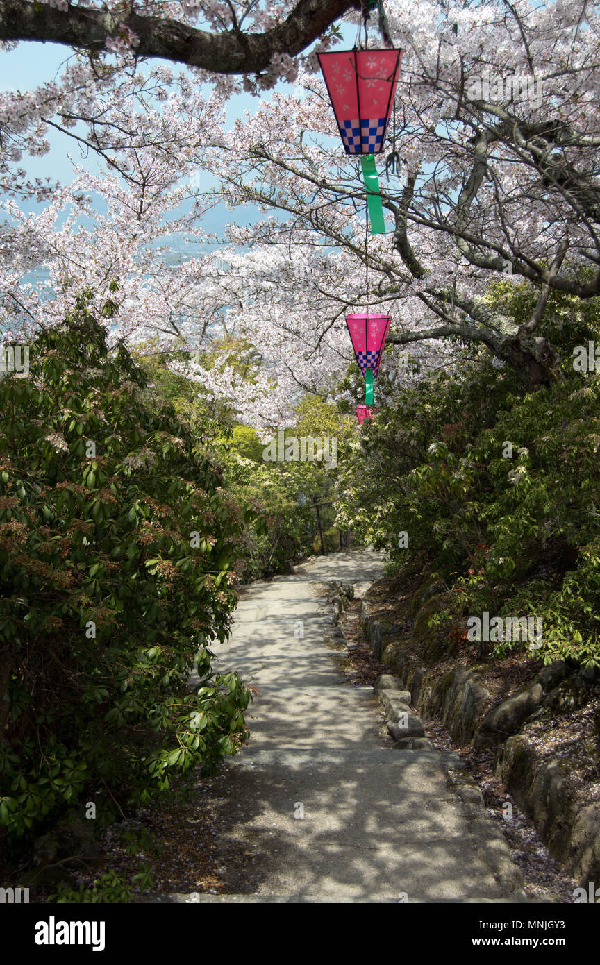 Path surplombées de cerisiers avec lanternes colorées sur l'île de Miyajima, Japon Banque D'Images
