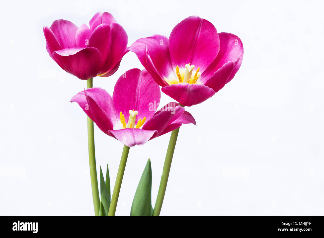 Tulipe rose sur fond blanc Banque D'Images