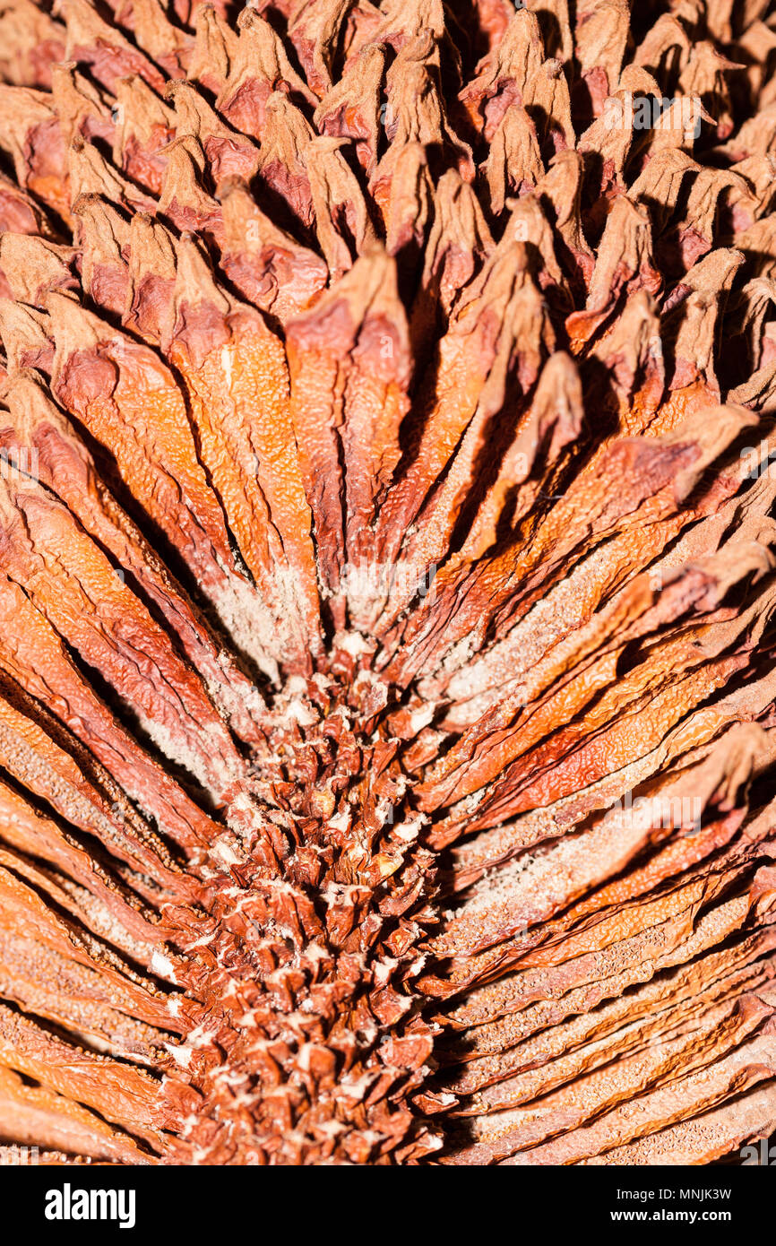 Reine sagou, Indisk kottepalm (Cycas circinalis) Banque D'Images