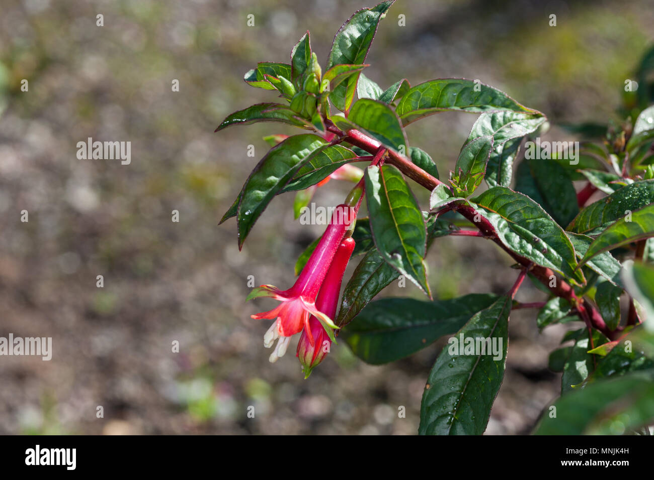 Fanfare, Limafuchsia Fuchsia (Fuchsia denticulata) Banque D'Images