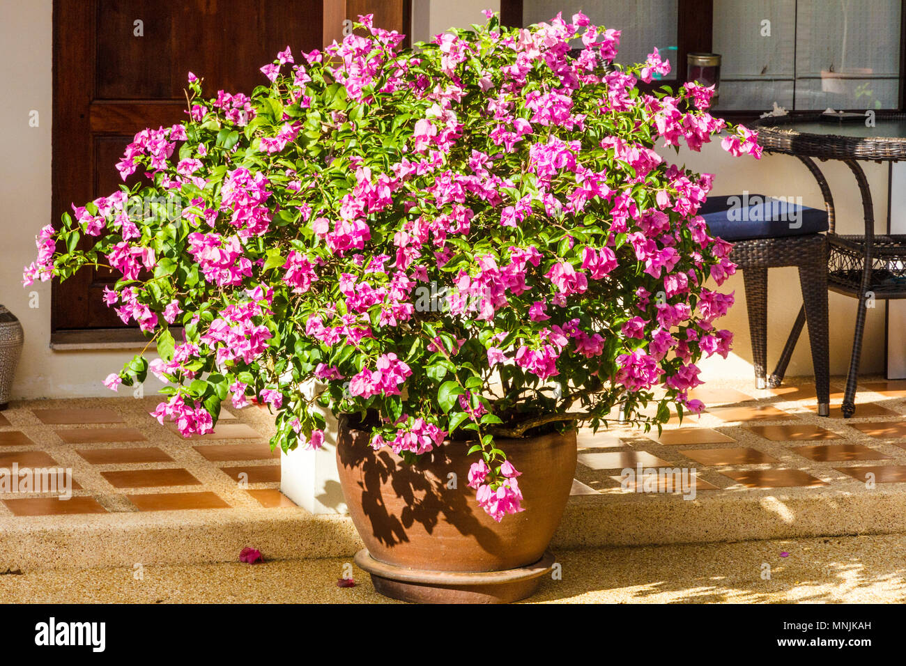 Bougainvillée violet en pot Banque D'Images