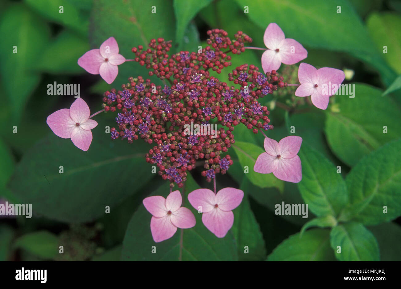 GROS PLAN DE LA FLEUR ROSE DE LACECAP (HYDRANGEA MACROPHYLLA) Banque D'Images