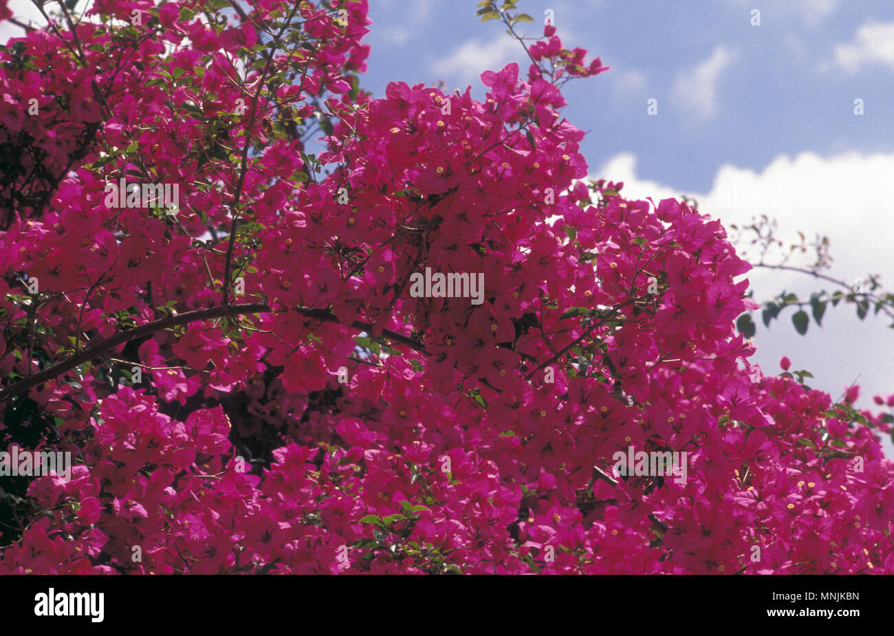 CLOSE-UP de bougainvillées rose profond Banque D'Images