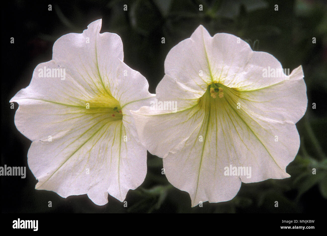 SURFINIA PETUNIA 'jaune' Banque D'Images