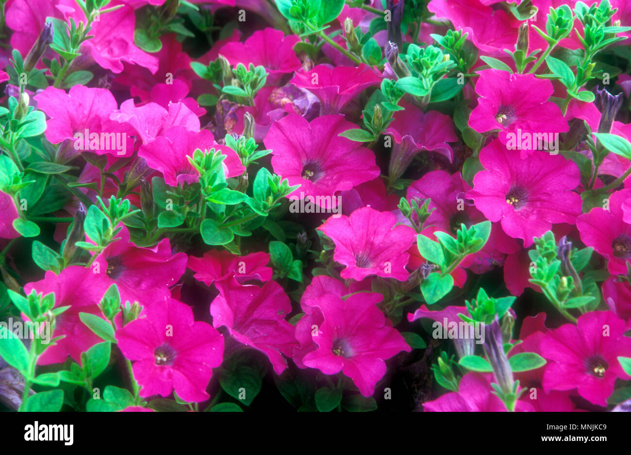 PETUNIA FLEURS LAVANDE 'Wave' Banque D'Images
