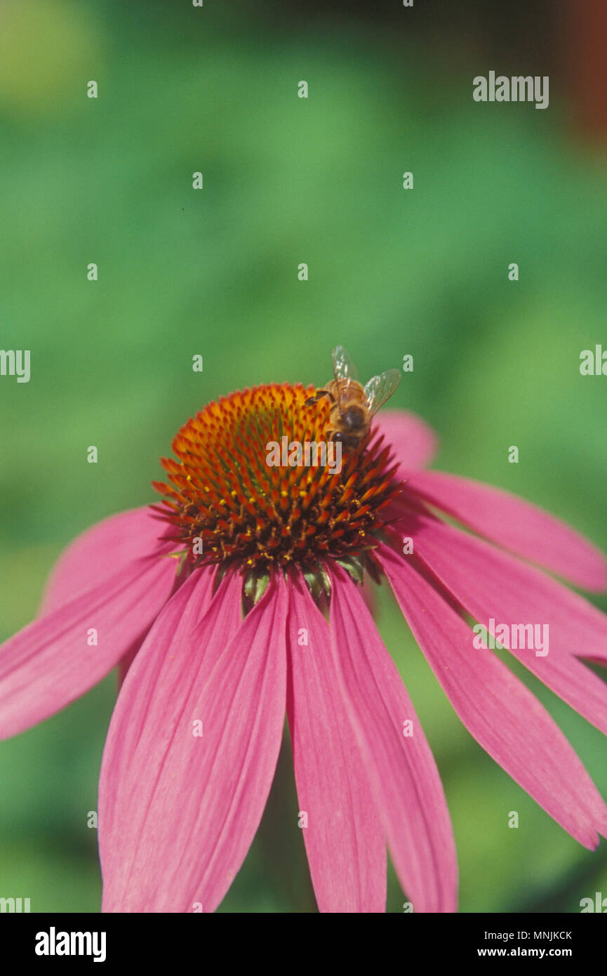 Bourdon sur l'échinacée (Echinacea purpurea) Banque D'Images