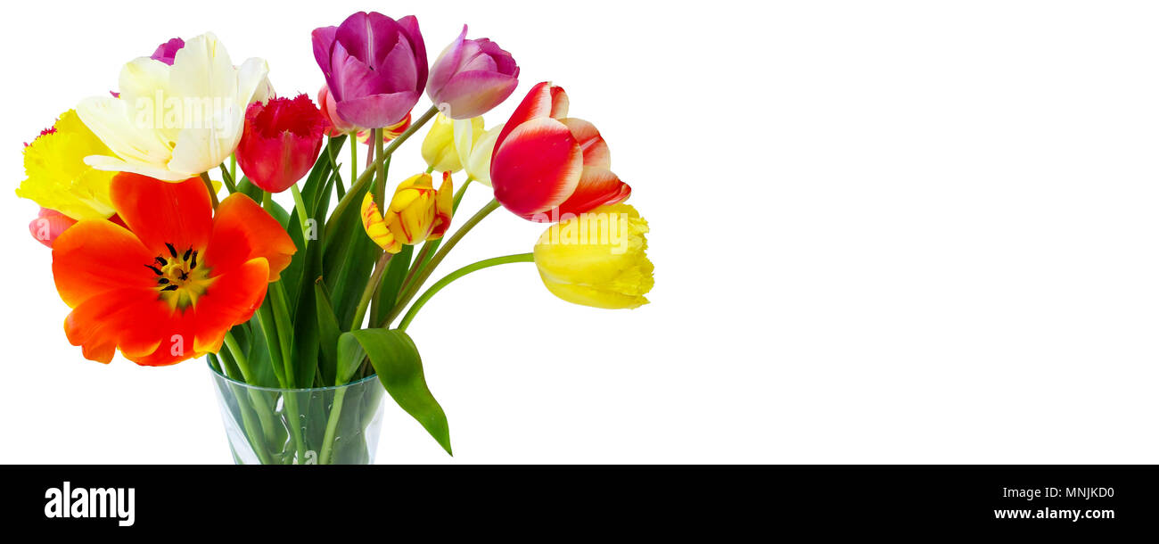 De belles tulipes au printemps dans des couleurs vibrantes isolé sur blanc avec copyspace Banque D'Images