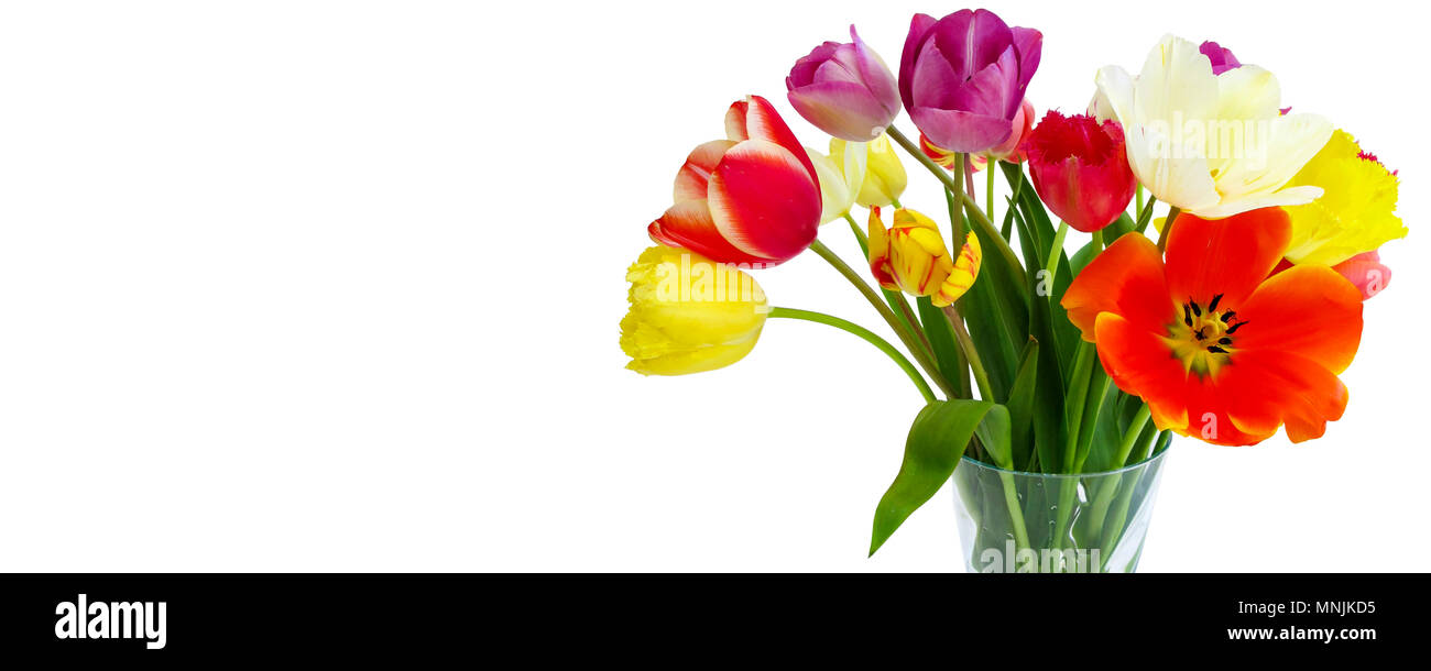 De belles tulipes au printemps dans des couleurs vibrantes isolé sur blanc avec copyspace Banque D'Images