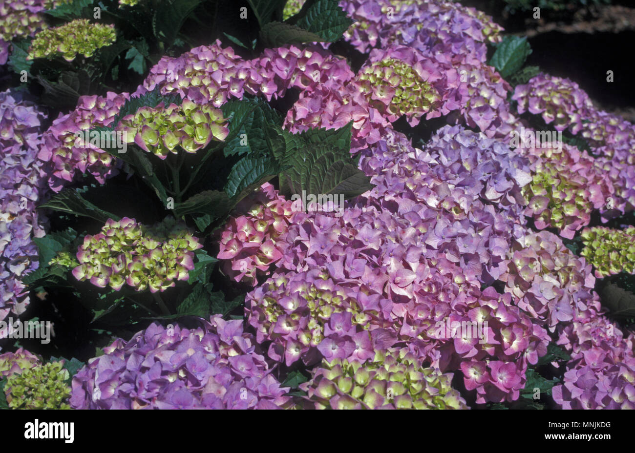 L'Hydrangea macrophylla Banque D'Images