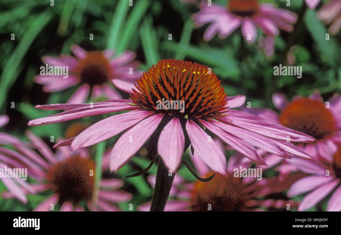 L'échinacée (Echinacea purpurea) Banque D'Images