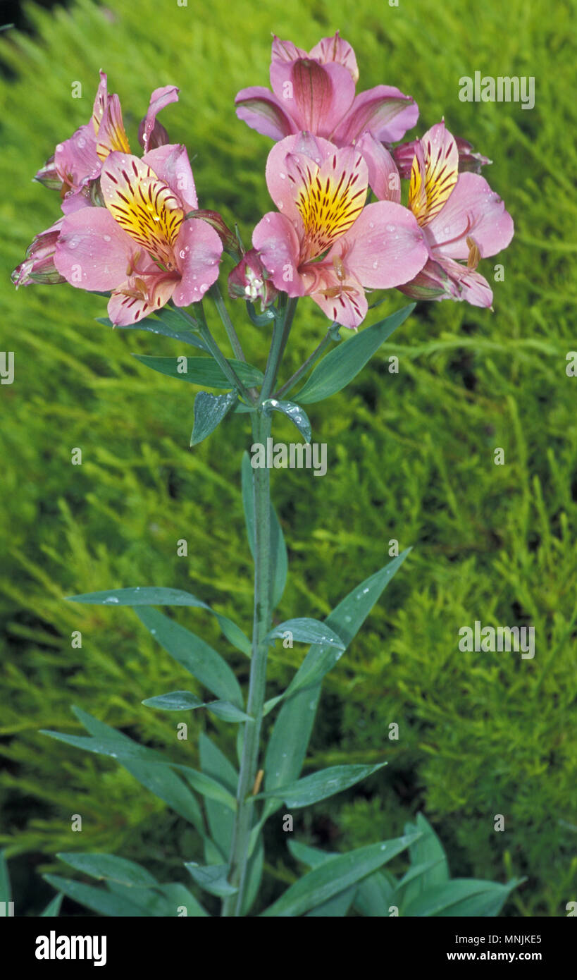 L'Alstroemeria communément appelée la lily péruvienne ou lis des Incas. 'Regina Banque D'Images