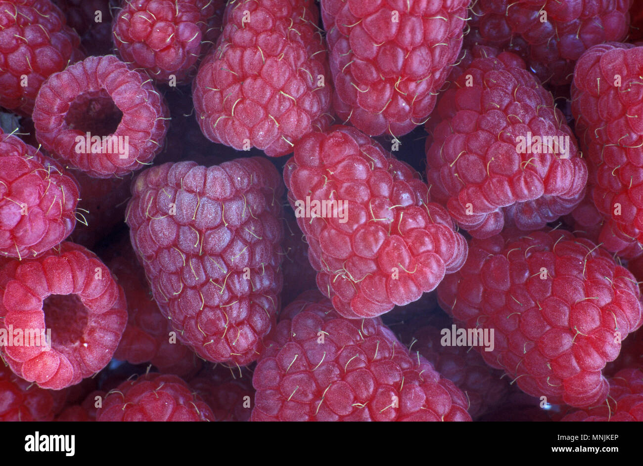 À fruits rouges fraîchement récolté framboises (Rubus) Banque D'Images