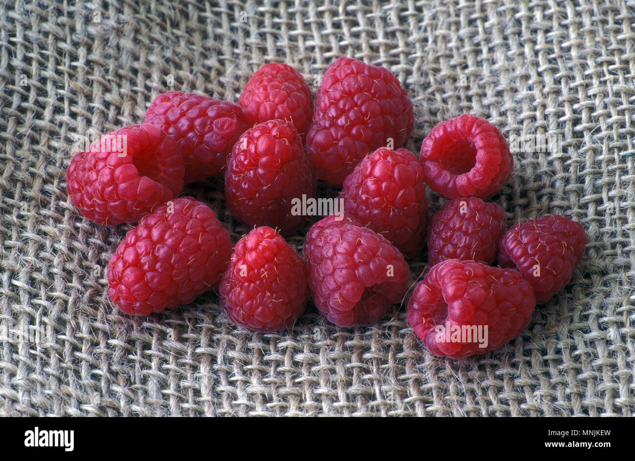 À fruits rouges fraîchement récolté framboises (Rubus) Banque D'Images