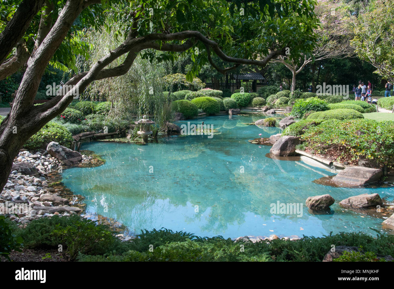 Jardin japonais à la Mt Coot-tha Botanic Gardens, Brisbane, Queensland, Australie Banque D'Images