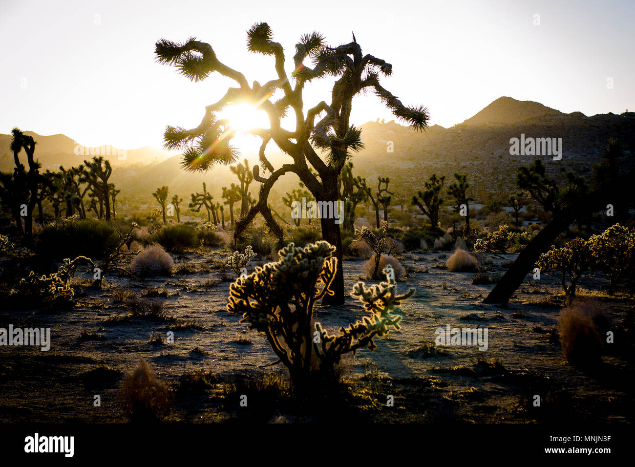 Coucher de Joshua Tree Banque D'Images