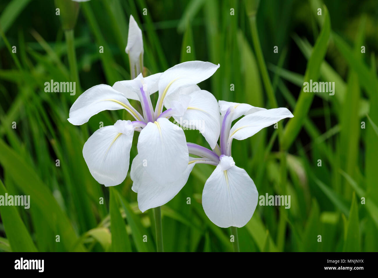 Close-up of Iris laevigata 'snowdrift' iris d'eau (Japonais) des fleurs au printemps Banque D'Images