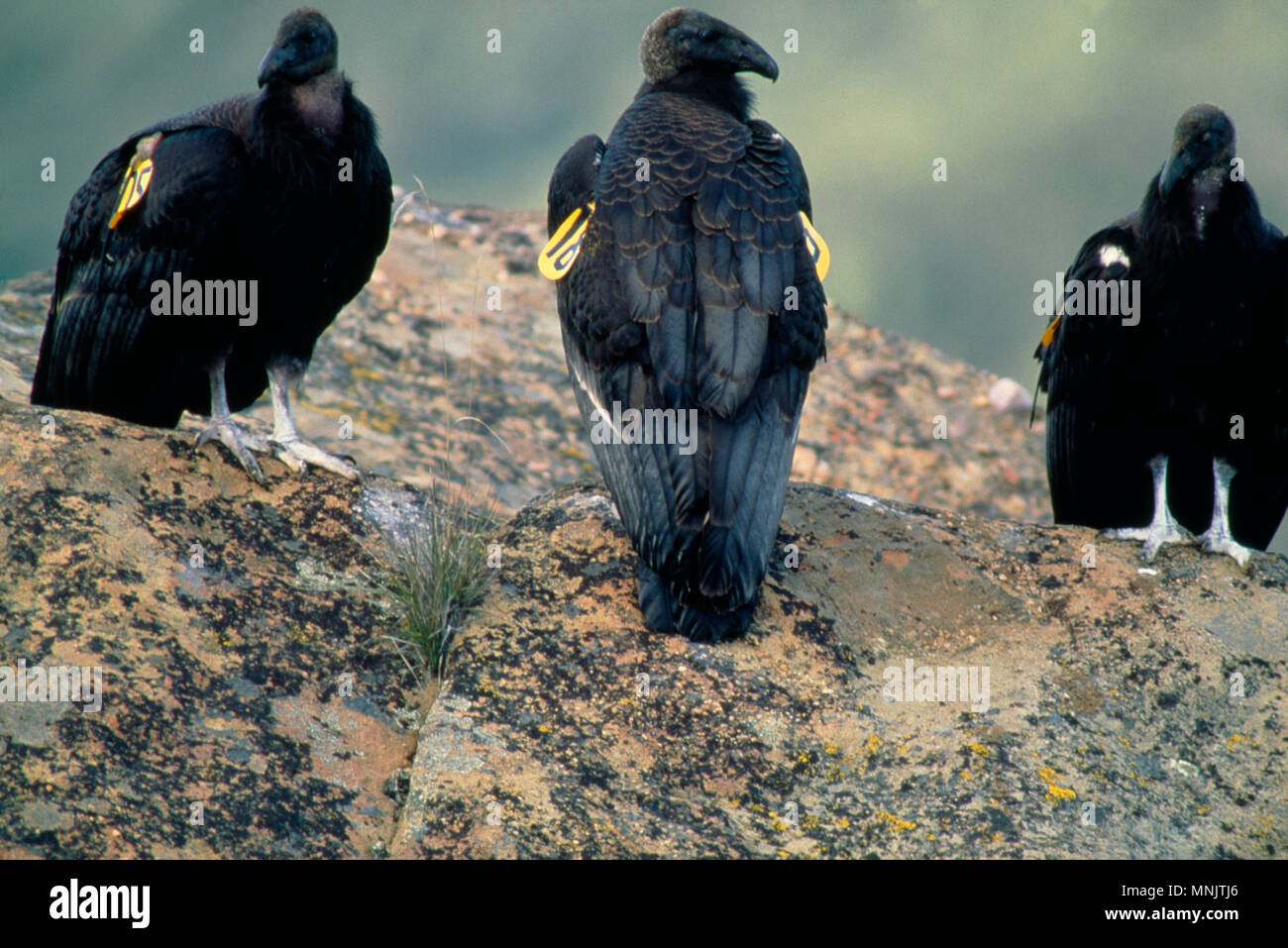 CONDOR de Californie (GYMNOGYPS CALIFORNIANUS) CONDORS JUVÉNILES DANS LA NATURE / ESPÈCES Forêt nationale de los Padres, CALIFORNIE Banque D'Images