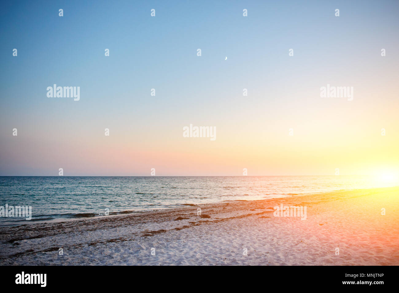Une plage sauvage et un pigeon l'eau de mer sur une belle journée ensoleillée. Banque D'Images
