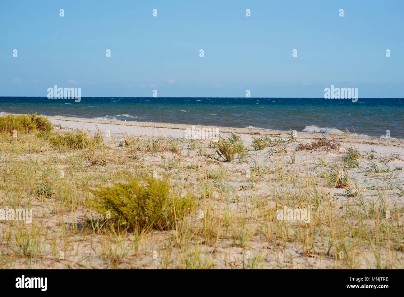 Une plage sauvage et un pigeon l'eau de mer sur une belle journée ensoleillée. Banque D'Images