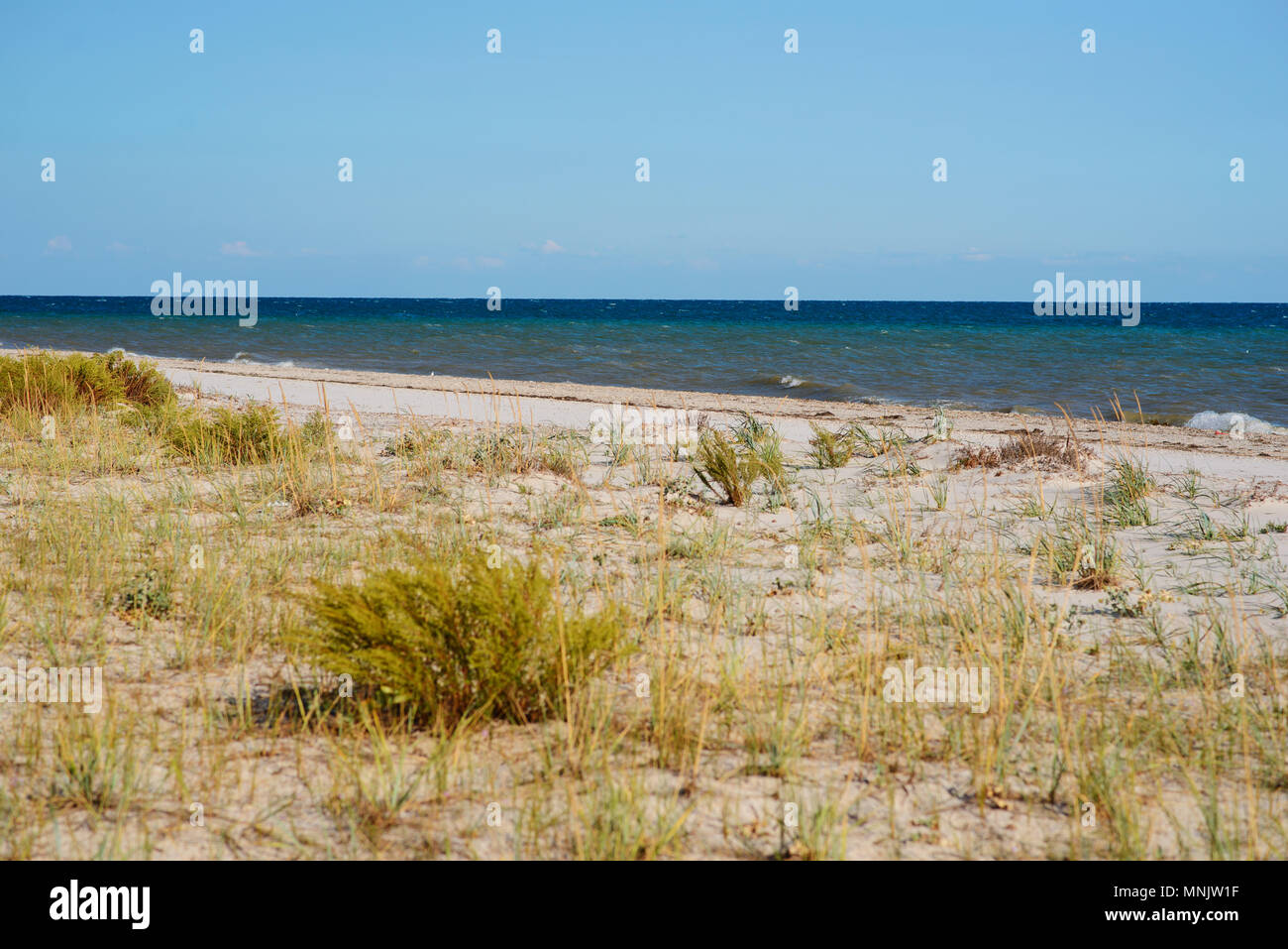 Une plage sauvage et un pigeon l'eau de mer sur une belle journée ensoleillée. Banque D'Images