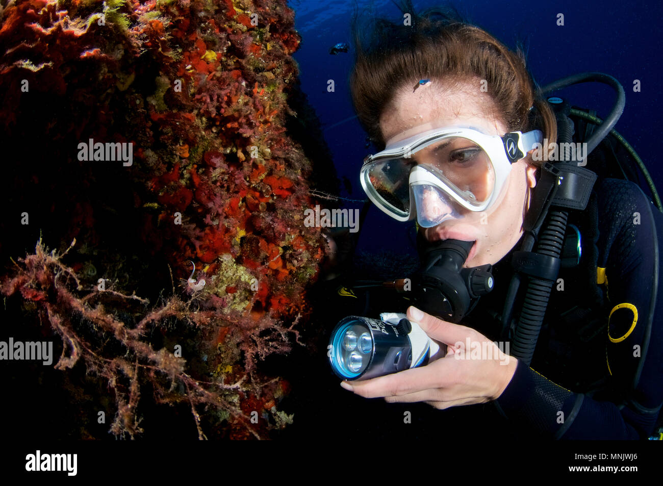 Vue sous-marine avec une femelle plongée sous-marine à la recherche d'un hervia pèlerin (Cratena peregrina) dans le Parc naturel de Ses Salines (Formentera,Méditerranée,Espagne) Banque D'Images
