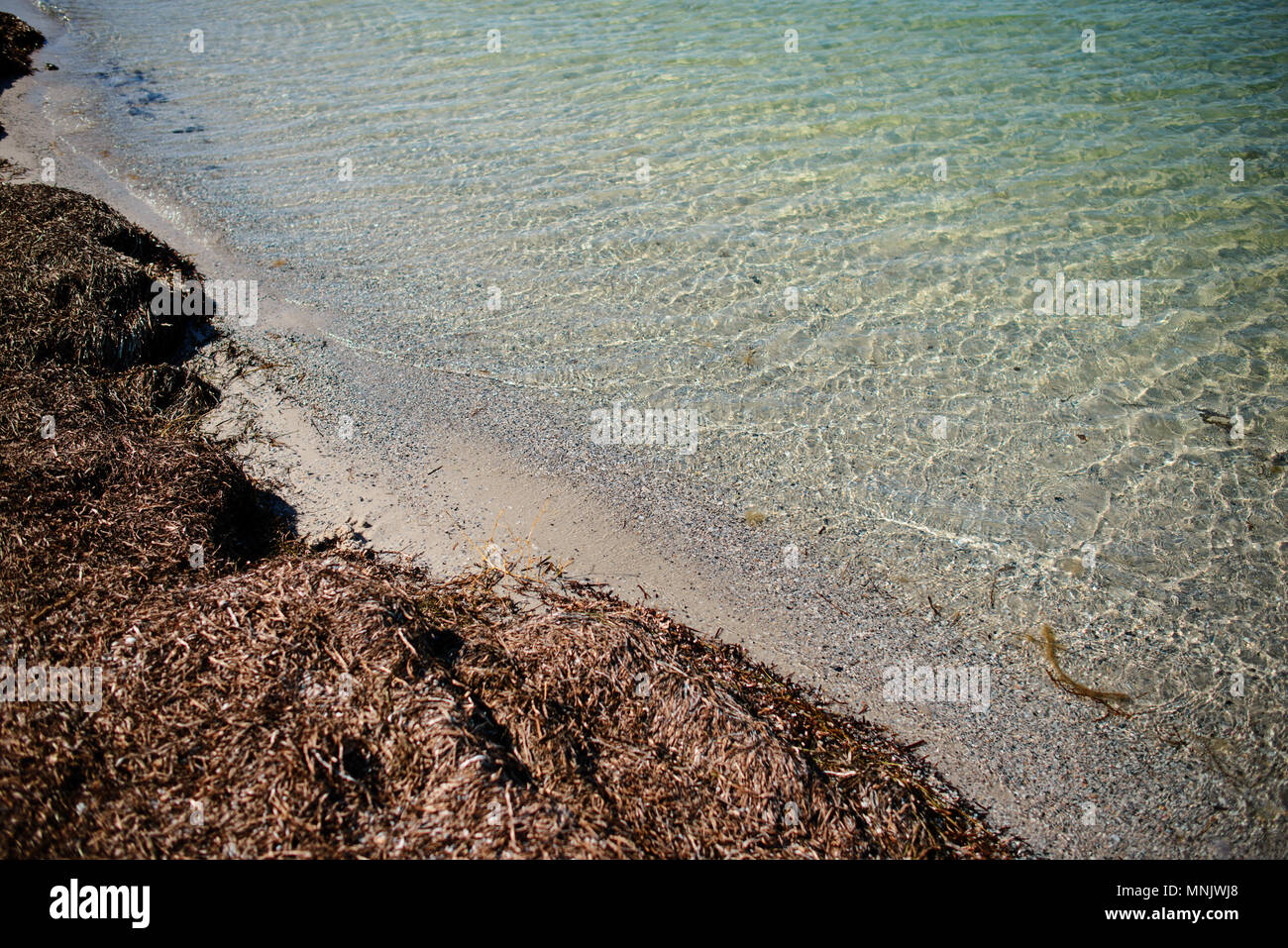 Une plage sauvage et un pigeon l'eau de mer sur une belle journée ensoleillée. Banque D'Images