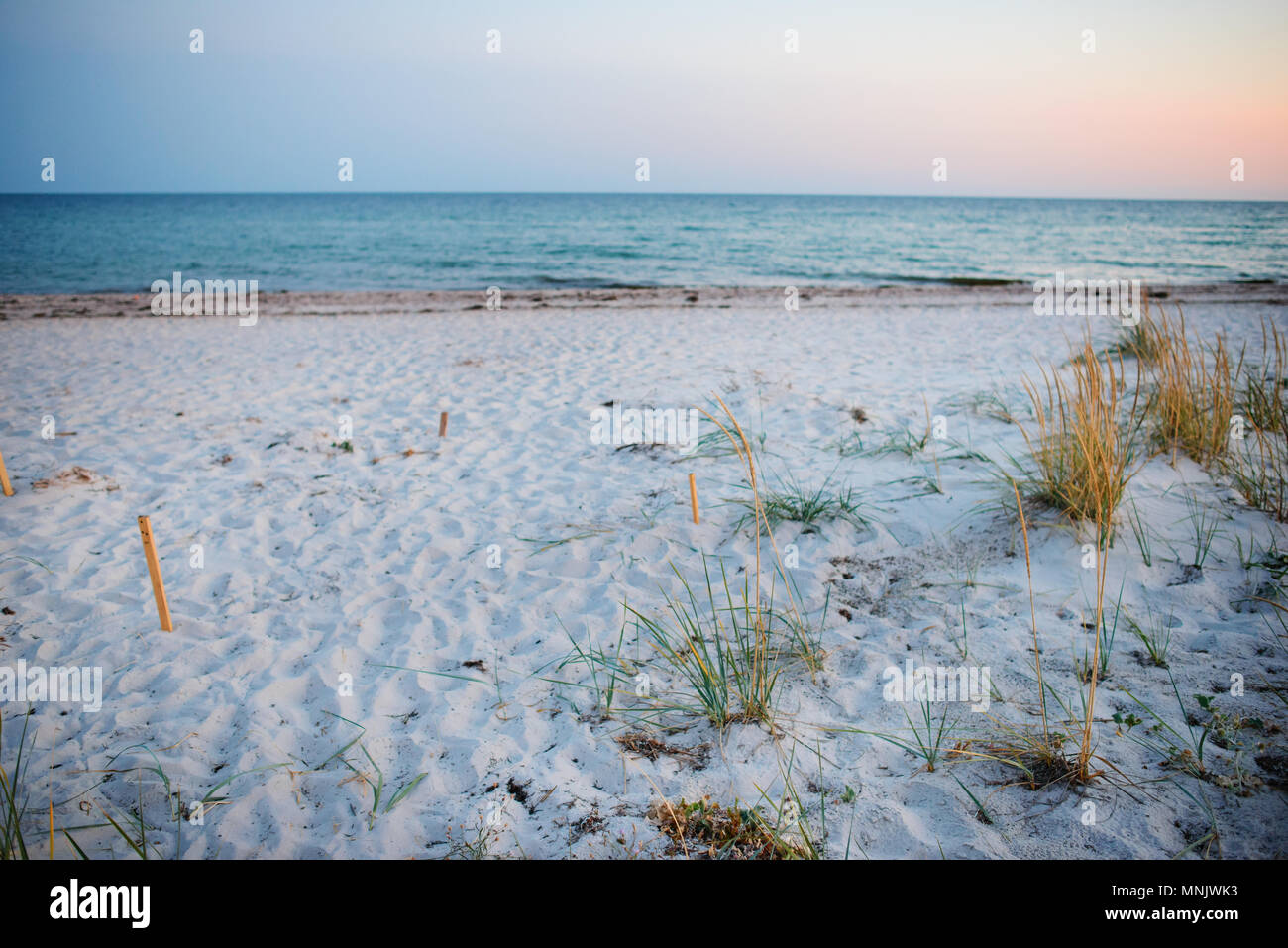 Une plage sauvage et un pigeon l'eau de mer sur une belle journée ensoleillée. Banque D'Images